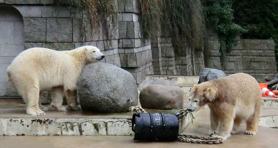 Eisbär Luka und Eisbärin ANORI im Wuppertaler Zoo am 8. Dezember 2013