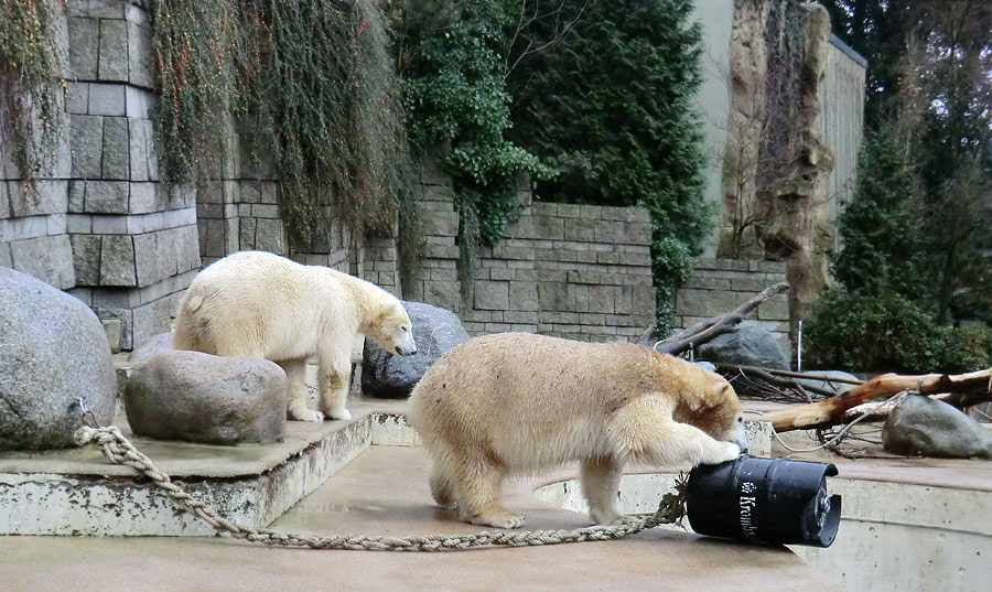 Eisbär Luka und Eisbärin ANORI im Zoo Wuppertal am 8. Dezember 2013