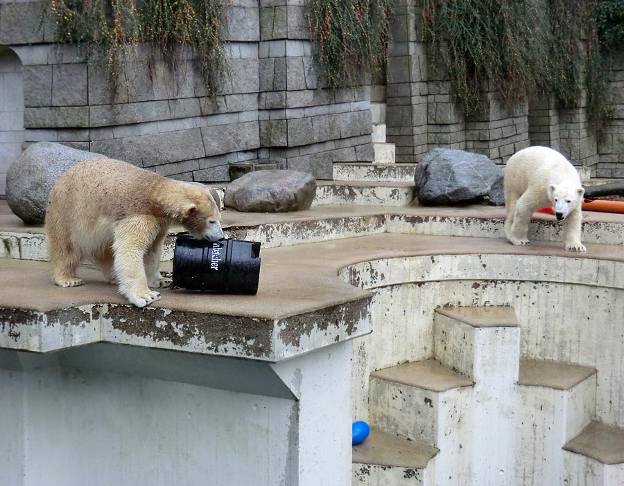 Eisbärin ANORI und Eisbär LUKA im Zoologischen Garten Wuppertal am 8. Dezember 2013