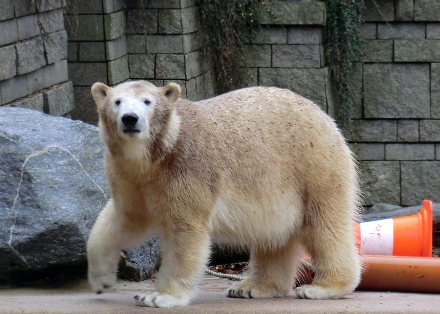Eisbärin ANORI im Zoologischen Garten Wuppertal am 8. Dezember 2013