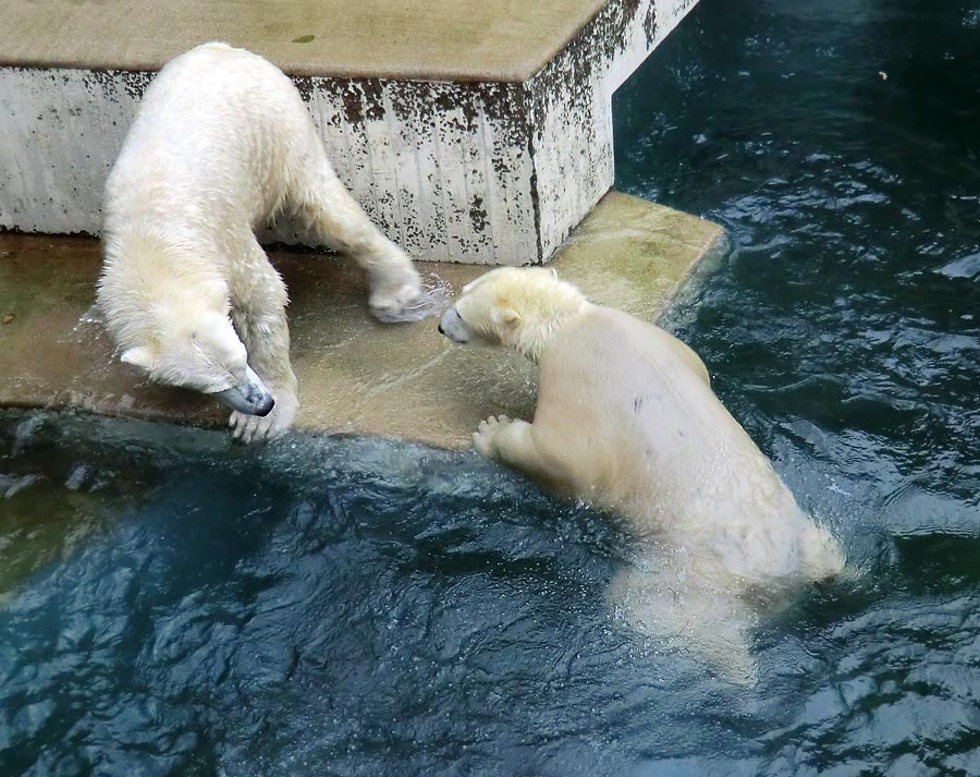 Eisbär LUKA und Eisbärin ANORI im Wuppertaler Zoo am 15. Dezember 2013