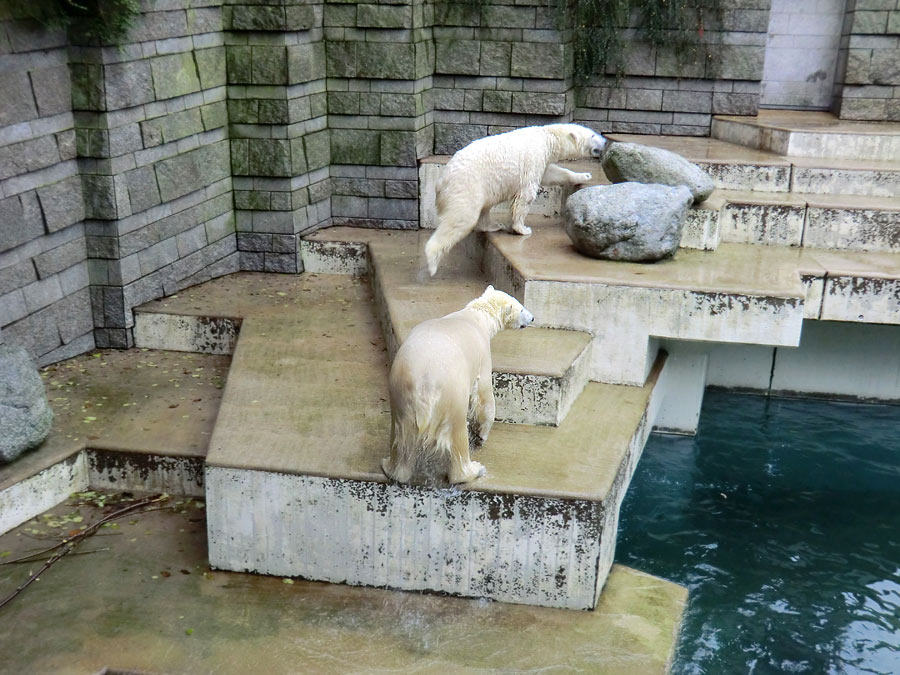 Eisbärin ANORI und Eisbär Luka im Zoo Wuppertal am 15. Dezember 2013