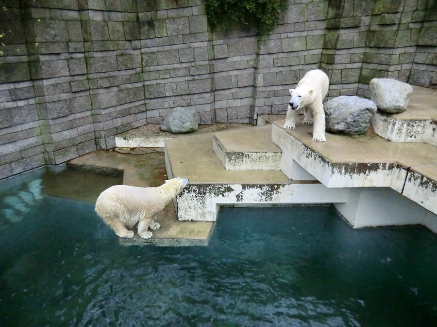 Eisbärin ANORI und Eisbär Luka im Zoologischen Garten Wuppertal am 15. Dezember 2013