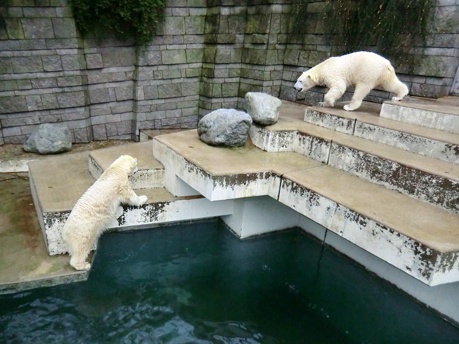 Eisbärin ANORI und Eisbär Luka im Zoologischen Garten Wuppertal am 15. Dezember 2013