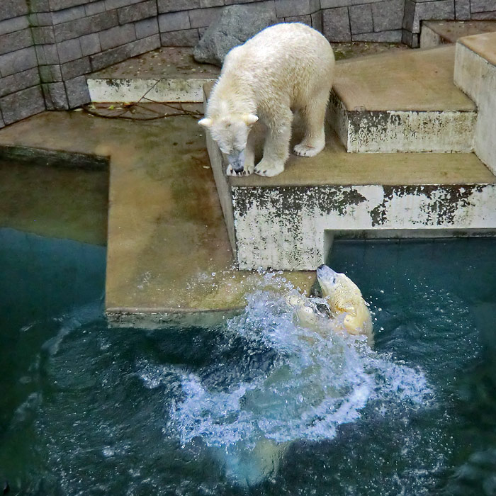 Eisbären LUKA und ANORI am 15. Dezember 2013 im Wuppertaler Zoo