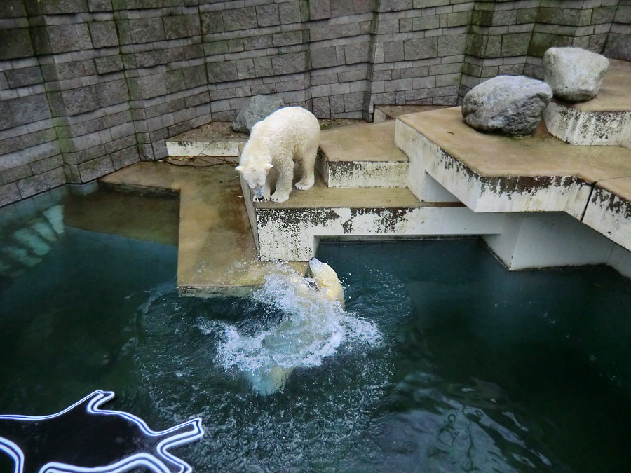 Eisbär LUKA und Eisbärin ANORI im Zoologischen Garten Wuppertal am 15. Dezember 2013