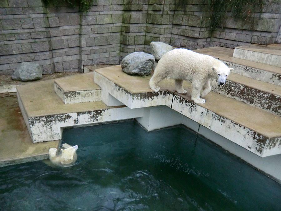 Eisbär LUKA und Eisbärin ANORI im Zoo Wuppertal am 15. Dezember 2013
