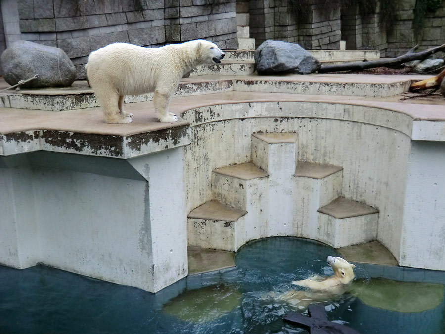 Eisbär LUKA und Eisbärin ANORI im Zoologischen Garten Wuppertal am 22. Dezember 2013