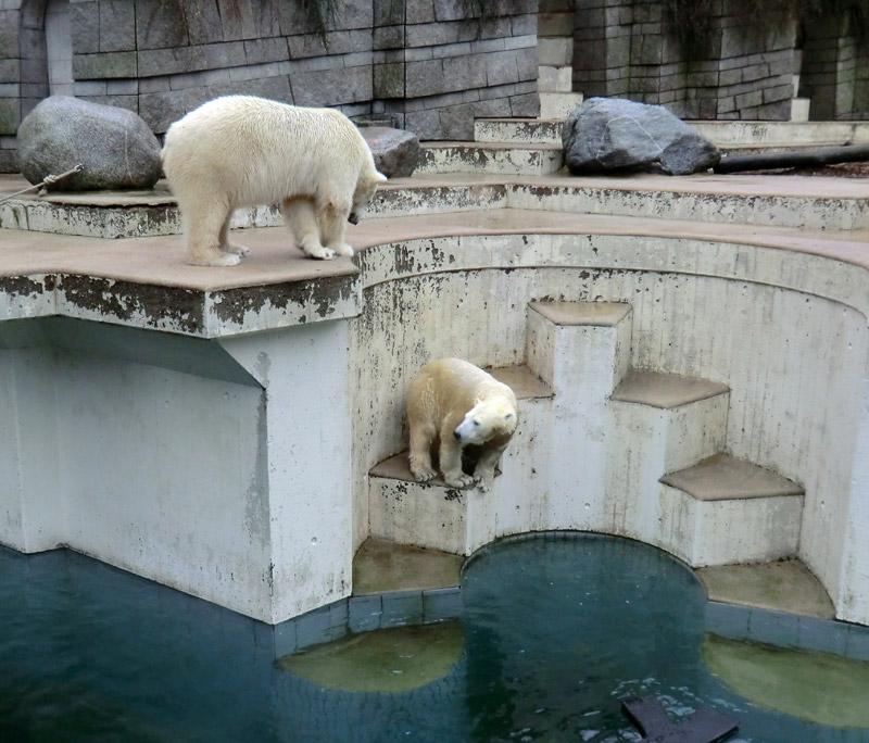 Eisbär LUKA und Eisbärin ANORI im Zoo Wuppertal am 22. Dezember 2013