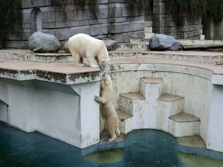 Eisbär LUKA und Eisbärin ANORI im Wuppertaler Zoo am 22. Dezember 2013