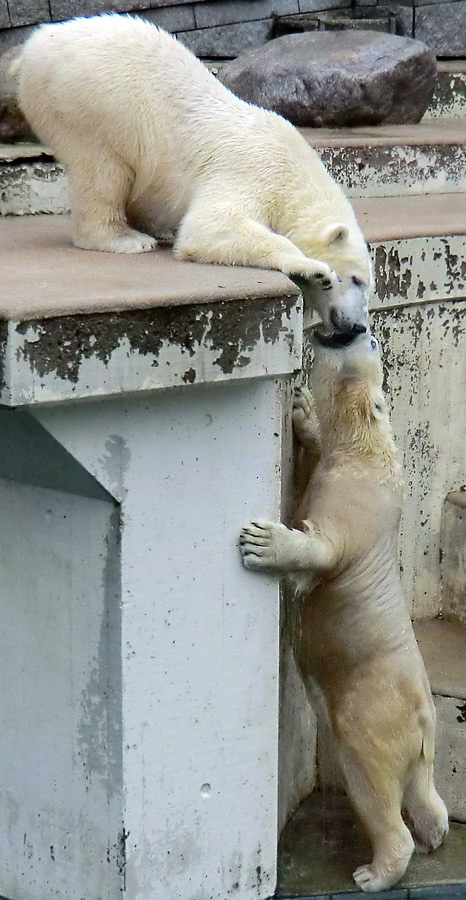 Eisbär LUKA und Eisbärin ANORI im Wuppertaler Zoo am 22. Dezember 2013
