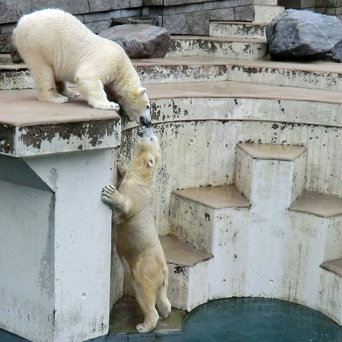 Eisbären LUKA und ANORI am 22. Dezember 2013 im Wuppertaler Zoo