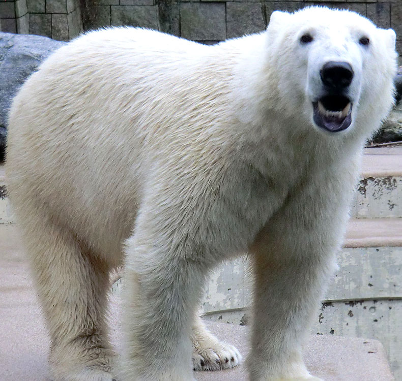 Eisbär LUKA im Wuppertaler Zoo am 22. Dezember 2013