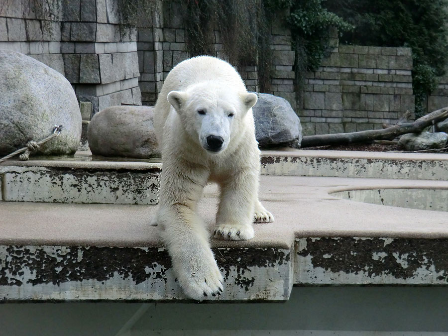 Eisbär LUKA im Wuppertaler Zoo am 23. Dezember 2013