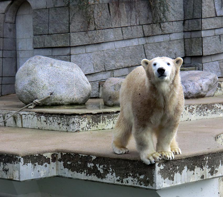 Eisbärin ANORI im Zoologischen Garten Wuppertal am 23. Dezember 2013