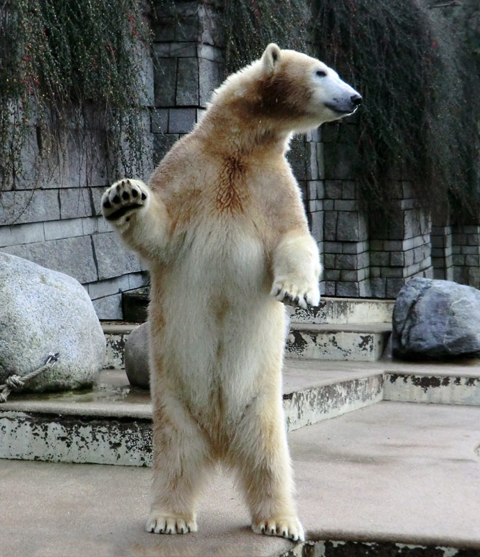 Eisbärin ANORI im Zoo Wuppertal am 23. Dezember 2013