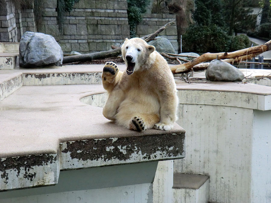 Eisbärin ANORI im Wuppertaler Zoo am 23. Dezember 2013