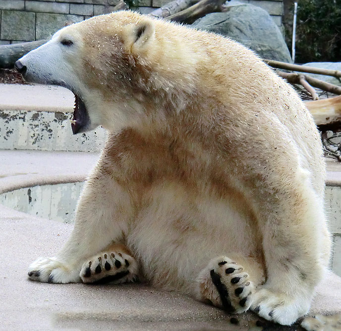 Eisbärin ANORI im Wuppertaler Zoo am 23. Dezember 2013