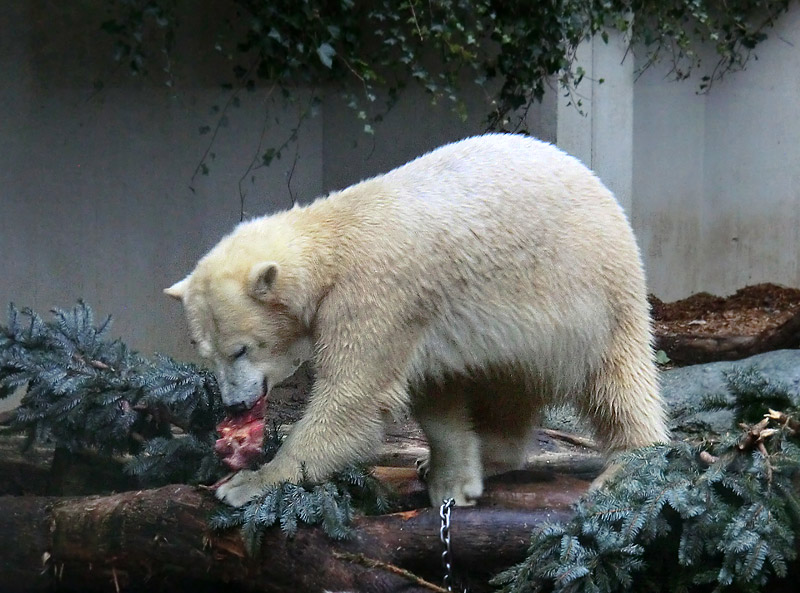 Eisbärin ANORI im Zoologischen Garten Wuppertal am 24. Dezember 2013