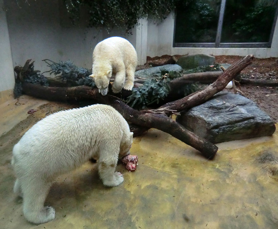 Eisbär LUKA und Eisbärin ANORI im Wuppertaler Zoo am 24. Dezember 2013