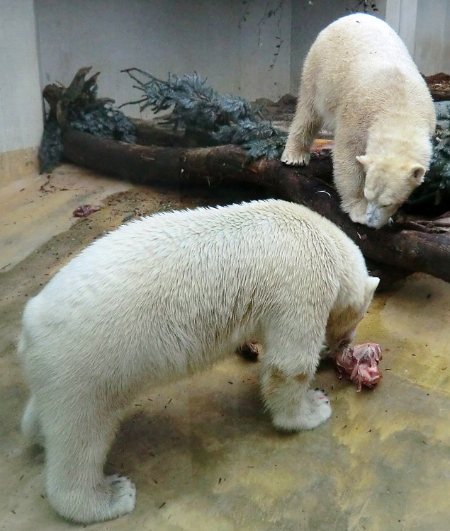 Eisbär LUKA und Eisbärin ANORI im Zoo Wuppertal am 24. Dezember 2013