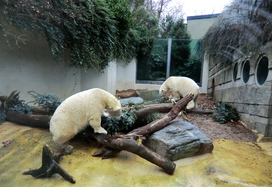 Eisbärin ANORI und Eisbär LUKA im Zoologischen Garten Wuppertal am 24. Dezember 2013