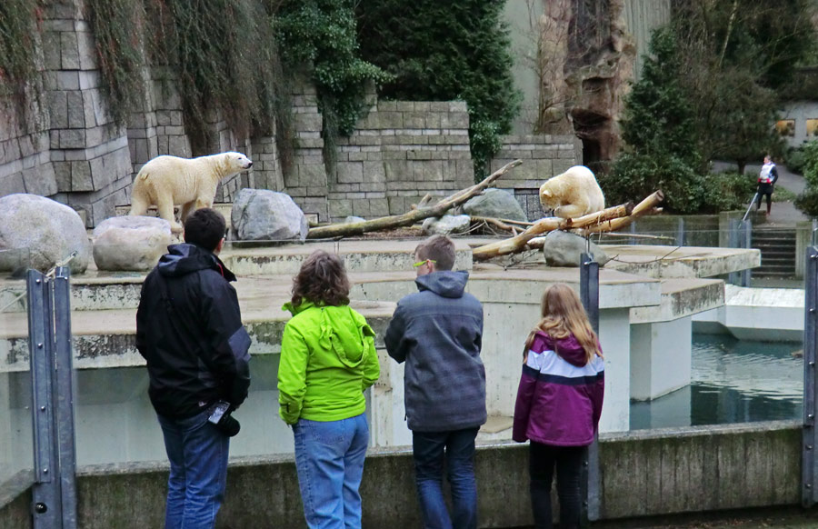 Eisbär LUKA und Eisbärin ANORI im Zoo Wuppertal am 24. Dezember 2013