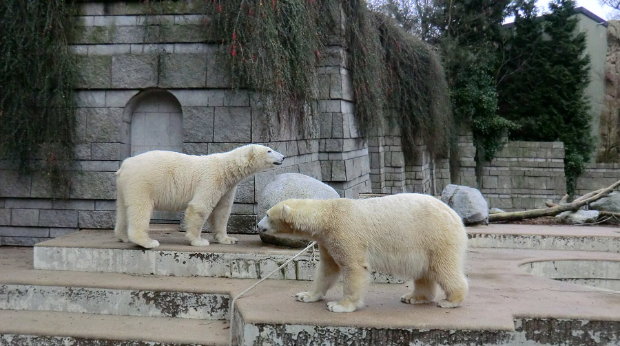 Eisbär LUKA und Eisbärin ANORI im Zoologischen Garten Wuppertal am 24. Dezember 2013
