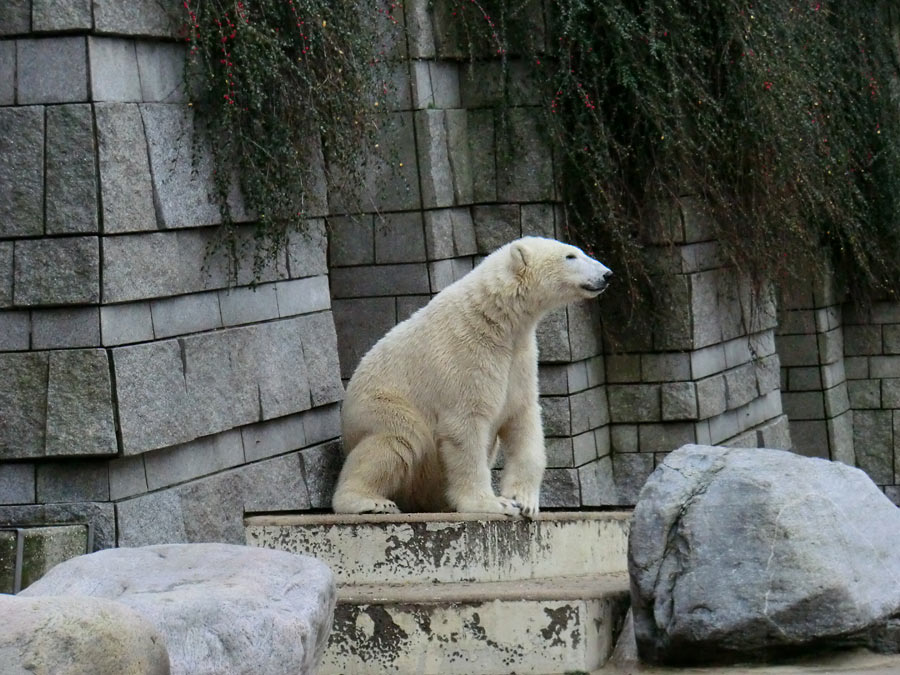 Eisbär LUKA im Wuppertaler Zoo am 24. Dezember 2013