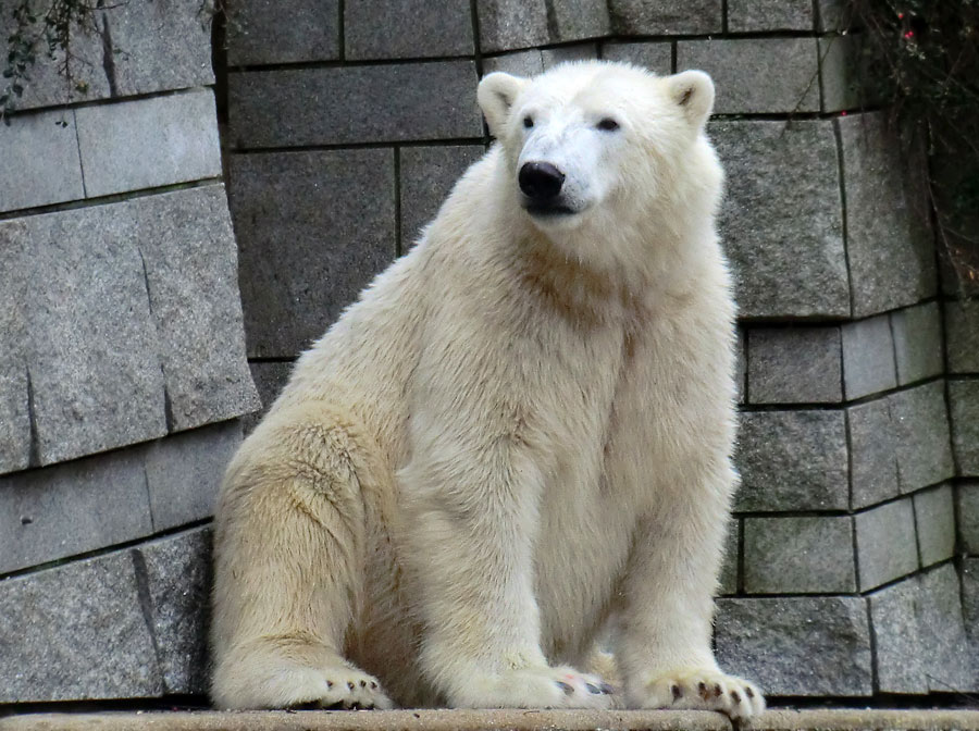 Eisbär LUKA im Zoologischen Garten Wuppertal am 24. Dezember 2013