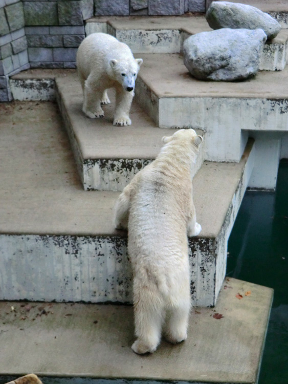 Eisbär LUKA und Eisbärin ANORI im Zoologischen Garten Wuppertal am 24. Dezember 2013