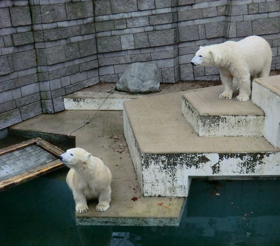 Eisbärin ANORI und Eisbär LUKA im Wuppertaler Zoo am 24. Dezember 2013