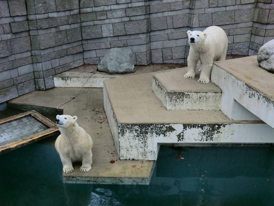 Eisbärin ANORI und Eisbär LUKA im Zoo Wuppertal am 24. Dezember 2013