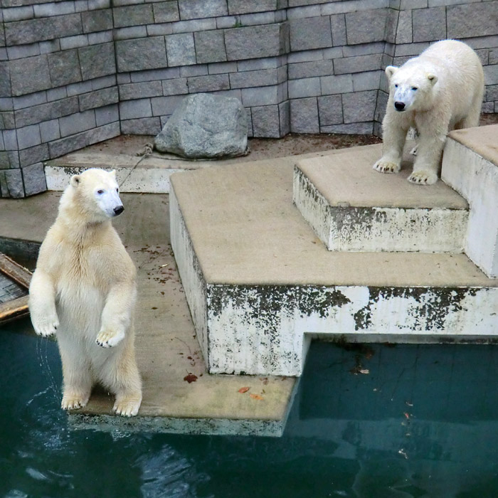 Eisbären ANORI und LUKA am 24. Dezember 2013 im Wuppertaler Zoo