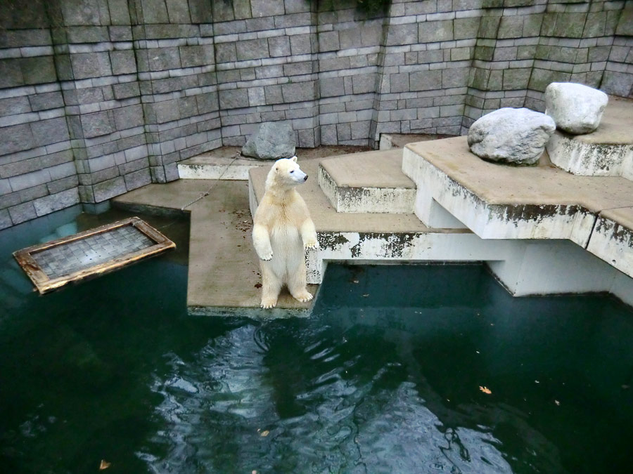 Eisbärin ANORI im Zoologischen Garten Wuppertal am 24. Dezember 2013