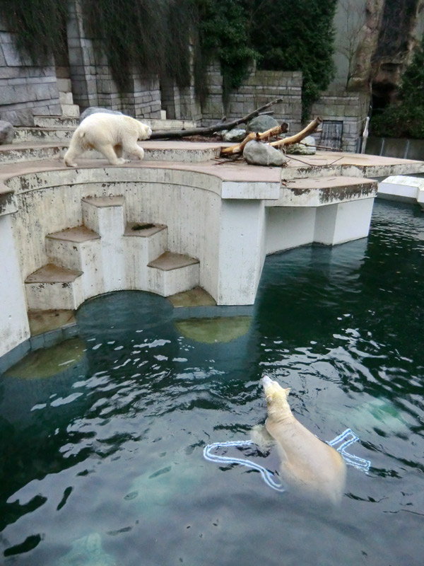 Eisbär LUKA und Eisbärin ANORI im Wuppertaler Zoo am 26. Dezember 2013