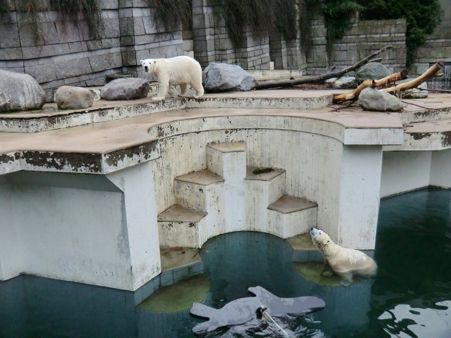 Eisbär LUKA und Eisbärin ANORI im Zoo Wuppertal am 26. Dezember 2013
