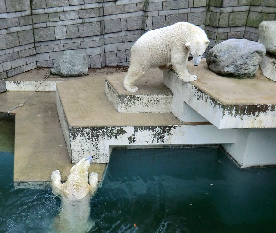 Eisbärin ANORI und Eisbär LUKA im Wuppertaler Zoo am 26. Dezember 2013