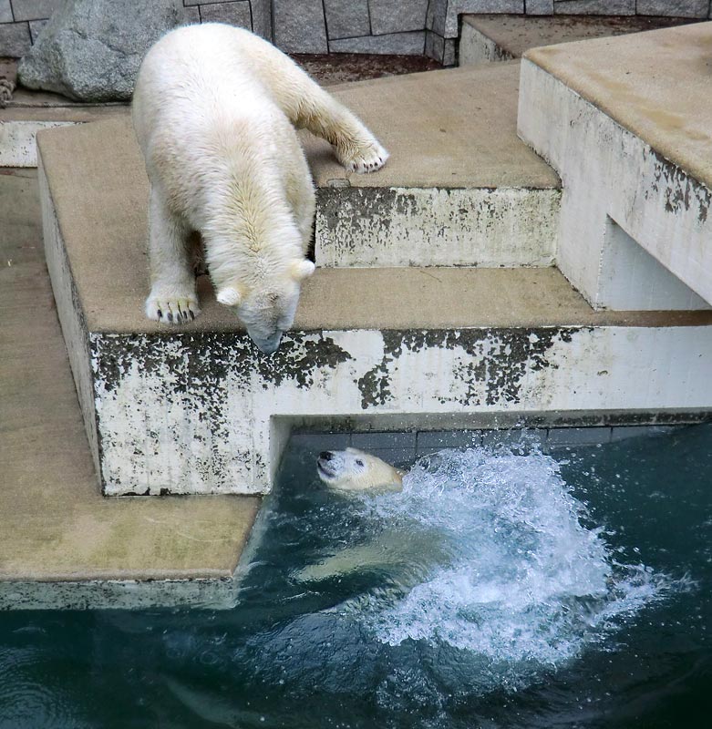 Eisbär LUKA und Eisbärin ANORI im Zoo Wuppertal am 26. Dezember 2013