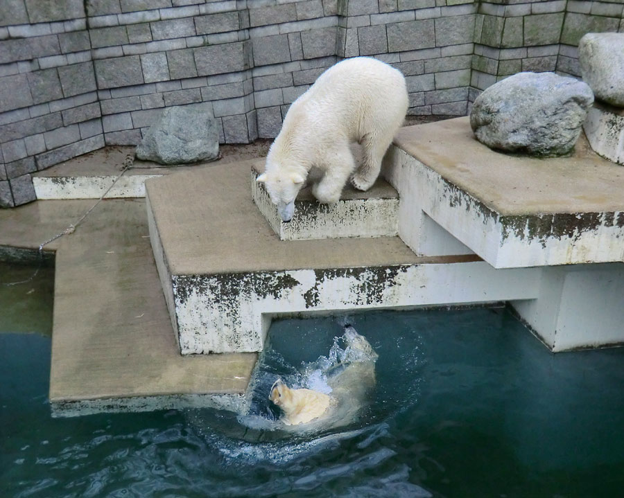 Eisbär LUKA und Eisbärin ANORI im Zoologischen Garten Wuppertal am 26. Dezember 2013