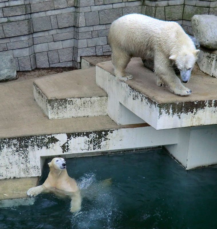 Eisbärin ANORI und Eisbär LUKA im Wuppertaler Zoo am 26. Dezember 2013