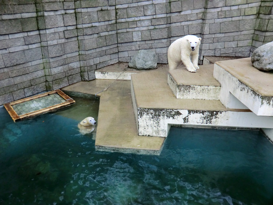 Eisbärin ANORI und Eisbär LUKA im Zoologischen Garten Wuppertal am 26. Dezember 2013