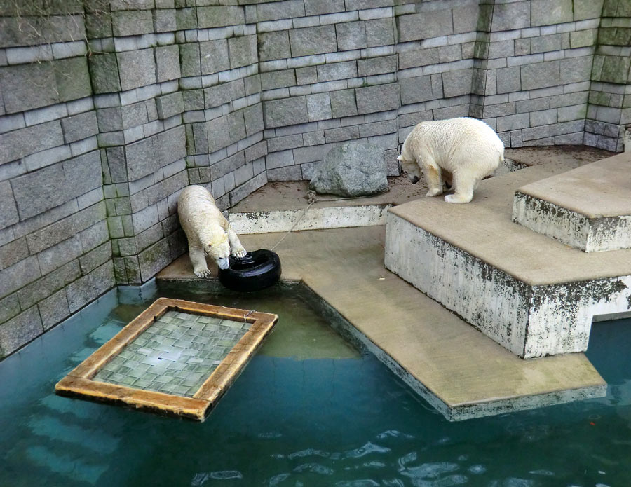 Eisbärin ANORI und Eisbär LUKA im Zoo Wuppertal am 26. Dezember 2013