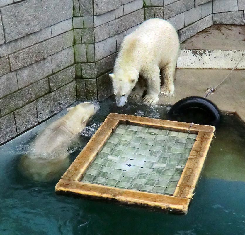 Eisbärin ANORI und Eisbär LUKA im Zoologischen Garten Wuppertal am 26. Dezember 2013