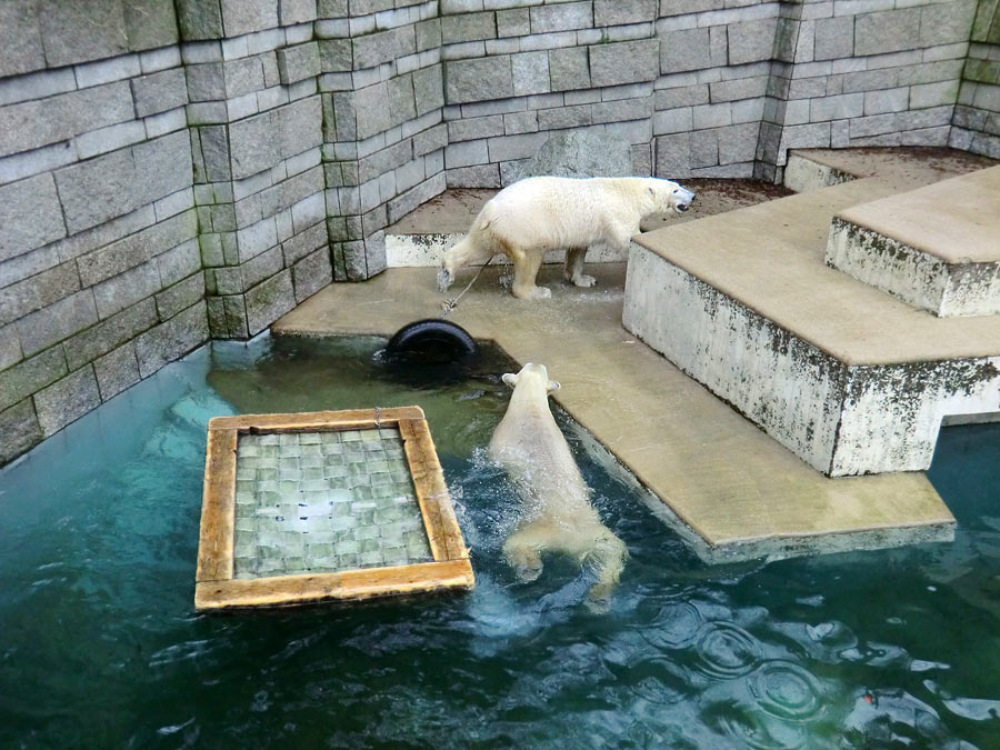 Eisbärin ANORI und Eisbär LUKA im Zoo Wuppertal am 26. Dezember 2013
