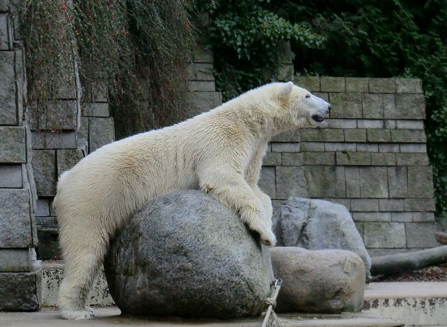 Eisbär LUKA im Wuppertaler Zoo am 26. Dezember 2013