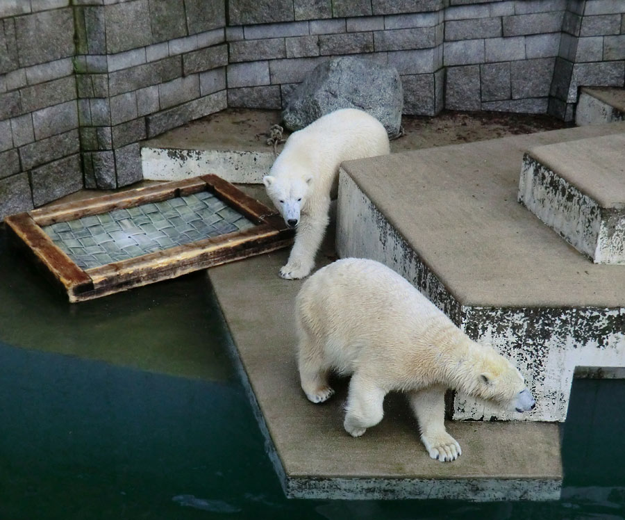 Eisbär LUKA und Eisbärin ANORI im Zoologischen Garten Wuppertal am 28. Dezember 2013
