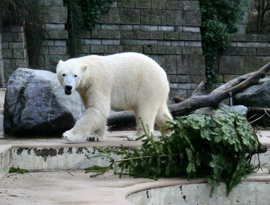 Eisbär LUKA im Zoo Wuppertal am 28. Dezember 2013