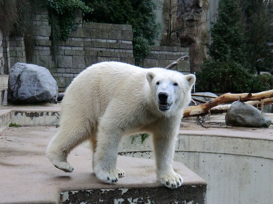 Eisbär LUKA im Zoologischen Garten Wuppertal am 28. Dezember 2013