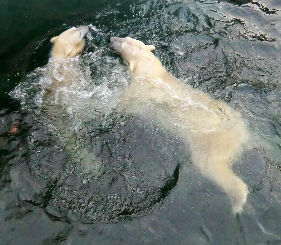 Spielende Eisbären im Wasser im Zoo Wuppertal am 28. Dezember 2013